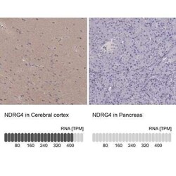 NDRG4 Antibody, Novus Biologicals:Antibodies:Primary Antibodies
