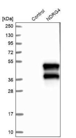 NDRG4 Antibody, Novus Biologicals:Antibodies:Primary Antibodies