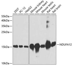 NDUFA12 Antibody - BSA Free, Novus Biologicals:Antibodies:Primary Antibodies