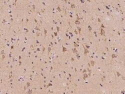 NDUFA2 Antibody, Novus Biologicals 100 &mu;g, Unconjugated:Antibodies,