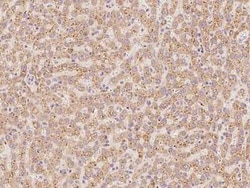 NDUFA2 Antibody, Novus Biologicals 100 &mu;g, Unconjugated:Antibodies,