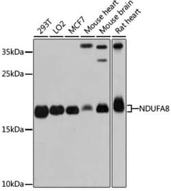 NDUFA8 Antibody - Azide and BSA Free, Novus Biologicals:Antibodies:Primary