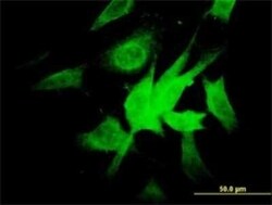 NDUFA9 Antibody (3D7), Novus Biologicals 0.1 mg | Buy Online | Novus Biologicals | Fisher Scientific