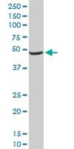 NDUFA9 Antibody (3D7), Novus Biologicals 0.1 mg | Buy Online | Novus Biologicals | Fisher Scientific