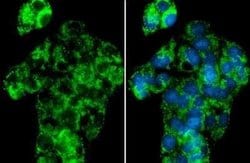 NDUFA9 Antibody, Novus Biologicals 100 &mu;g | Buy Online | Bio-Techne | Fisher Scientific