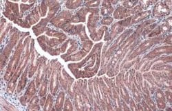 NDUFA9 Antibody, Novus Biologicals 100 &mu;g | Buy Online | Bio-Techne | Fisher Scientific