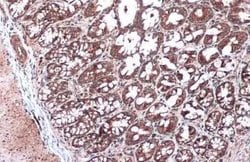 NDUFA9 Antibody, Novus Biologicals 100 &mu;g | Buy Online | Bio-Techne | Fisher Scientific