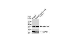 NDUFA9 Antibody, Novus Biologicals 100 &mu;g; Unconjugated:Antistoffer