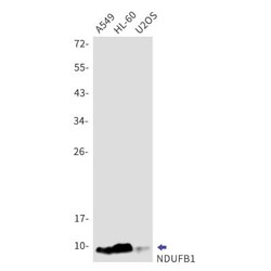 NDUFB1 Antibody (S04-4H3), Novus Biologicals 100 &mu;g | Buy Online | Novus Biologicals | Fisher Scientific