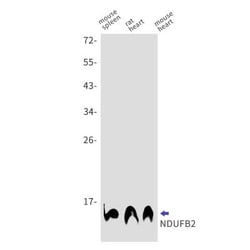 NDUFB2 Antibody (S03-7G4), Novus Biologicals 50 &mu;g; Unconjugated:Antibodies,