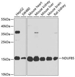 NDUFB5 Antibody - BSA Free, Novus Biologicals 0.02 mL; Unconjugated:Antibodies,