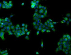 NDUFB6 Antibody, Novus Biologicals 100 &mu;g; Unconjugated:Antibodies,