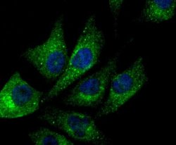 NDUFS3 Antibody (JU10-32), Novus Biologicals 100 &mu;l; Unconjugated:Antibodies,