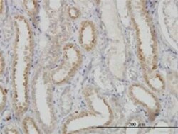 Novus Biologicals NDUFS3 Antibody (1D6), Novus Biologicals 100 &mu;g | Buy Online | Novus Biologicals&trade; | Fisher Scientific