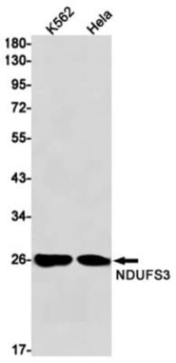 NDUFS3 Antibody (S06-4H2), Novus Biologicals:Antikörper:Primärantikörper