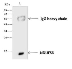 NDUFS6 Antibody, Novus Biologicals 50 &mu;g; Unconjugated:Antibodies, Polyclonal