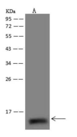 NDUFS6 Antibody, Novus Biologicals 50 &mu;g; Unconjugated:Antibodies, Polyclonal
