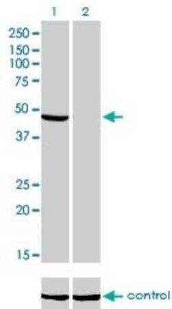NDUFV1 Antibody (4A7), Novus Biologicals 0.1 mg | Buy Online | Novus Biologicals | Fisher Scientific
