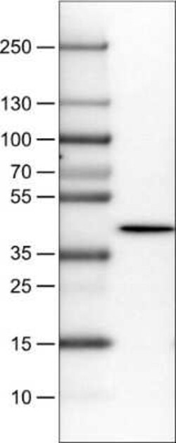 NECAB1 Antibody (CL0575), Novus Biologicals 0.1 mL, Unconjugated:Antibodies,