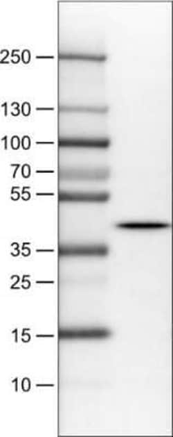 NECAB1 Antibody (CL0576), Novus Biologicals 25 &mu;L, Unconjugated:Antibodies,