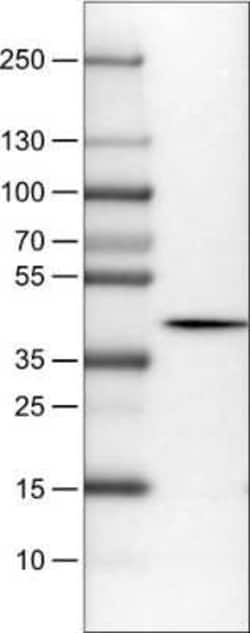 NECAB1 Antibody (CL0580), Novus Biologicals 0.1 mL, Unconjugated:Antibodies,