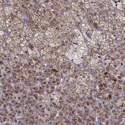 NECAB3 Antibody, Novus Biologicals 100 &mu;g; Unconjugated:Antibodies,