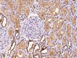 NECAP2 Antibody, Novus Biologicals 100 &mu;g | Buy Online | Novus Biologicals | Fisher Scientific