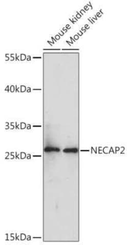 NECAP2 Antibody - Azide and BSA Free, Novus Biologicals 0.1 mL, Unconjugated:Antibodies,