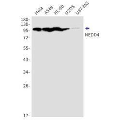 NEDD4 Antibody (S06-7C3), Novus Biologicals:Antibodies:Primary Antibodies