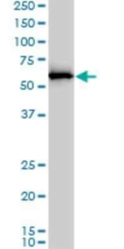 APPBP1 Antibody (4E8-H3), Novus Biologicals 0.1 mg | Buy Online | Novus Biologicals | Fisher Scientific