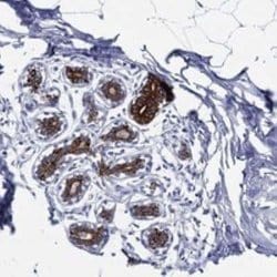 NEDD9/CASL/HEF1 Rabbit anti-Human, Polyclonal, Novus Biologicals 25 &mu;g;