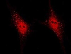 NEDP1/SENP8 Antibody, Novus Biologicals:Antibodies:Primary Antibodies