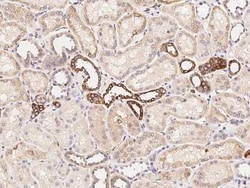 NEDP1/SENP8 Antibody, Novus Biologicals:Antibodies:Primary Antibodies