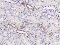 NEDP1/SENP8 Antibody, Novus Biologicals:Antibodies:Primary Antibodies