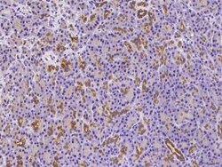 NEDP1/SENP8 Antibody, Novus Biologicals:Antibodies:Primary Antibodies