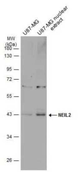 NEIL2 Antibody, Novus Biologicals 100 &mu;g | Buy Online | Novus Biologicals | Fisher Scientific