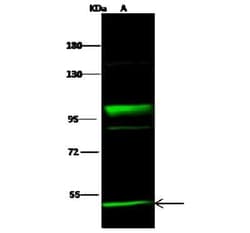 NEK10 Antibody, Novus Biologicals 50 &mu;g, Unconjugated:Antibodies, Polyclonal