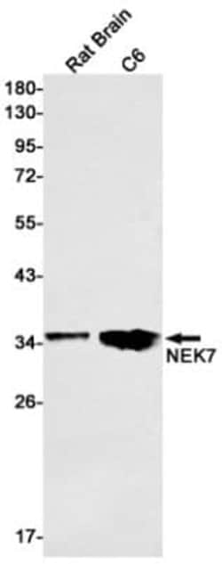 NEK7 Antibody (S04-7A1), Novus Biologicals 50 &mu;g; Unconjugated:Antibodies,