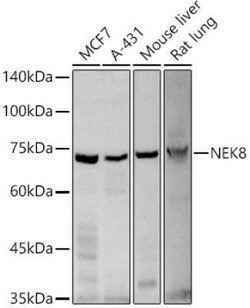 NEK8 Antibody - Azide and BSA Free, Novus Biologicals 0.02 mL; Unconjugated:Antibodies,