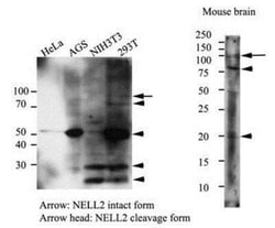 Mouse anti-NELL2, Clone: 13E7, Novus Biologicals 100&mu;L; Unlabeled:Antibodies,