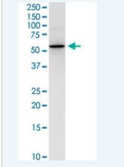 NEU-1/Sialidase-1 Antibody (3F9), Novus Biologicals 100 &mu;g | Buy Online | Novus Biologicals | Fisher Scientific