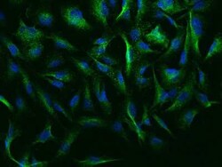 NEURL Antibody, Novus Biologicals 100 &mu;g; Unconjugated:Antibodies, Polyclonal