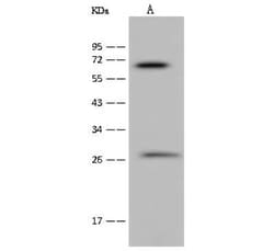 NEURL Antibody, Novus Biologicals 100 &mu;g; Unconjugated:Antibodies, Polyclonal