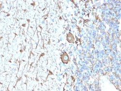 NF-H Antibody (NEFL.H/2324R) - Azide and BSA Free, Novus Biologicals 100 &mu;g | Buy Online | Novus Biologicals | Fisher Scientific