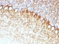 NF-H Antibody (RT97), Novus Biologicals 0.1mg; Unlabeled:Anticorps, Monoclonal