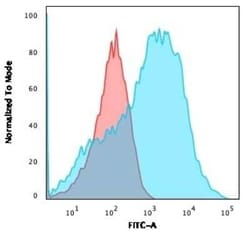 NF-H Antibody (NE14), Novus Biologicals:Antibodies:Primary Antibodies