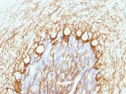 NF-H Antibody (NE14), Novus Biologicals:Antibodies:Primary Antibodies