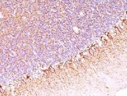 NF-H Antibody (SPM563) - Azide and BSA Free, Novus Biologicals 0.1 mg;