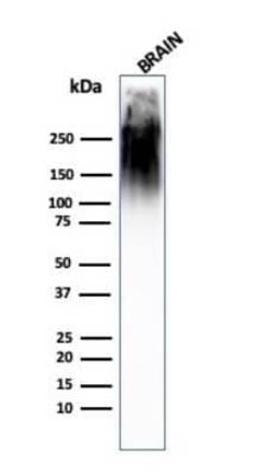 NF-H Antibody (SPM563) - Azide and BSA Free, Novus Biologicals 0.1 mg;