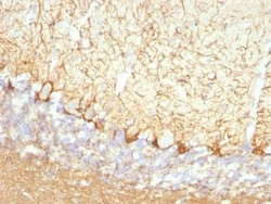 NF-L Antibody (NFL/736), Novus Biologicals 0.02mg; Unlabeled:Antibodies,
